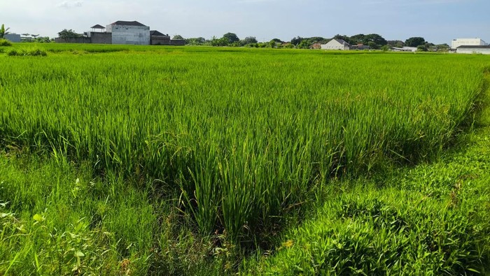 Sawah merupakan roda penggerak utama pertanian dan penopang ketahanan pangan di gampong mamplam
